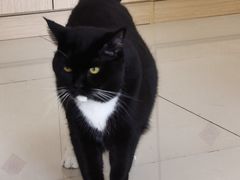 -鼓捣猫呢主题猫咖店