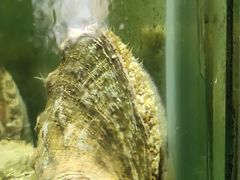 -蓝珊甄选海鲜自助·火锅大排档(近阿那亚店)