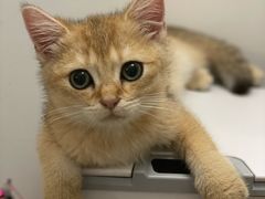 -lincat·猫舍(广州店)