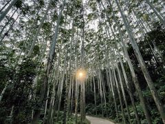 -黄埔油麻山森林公园
