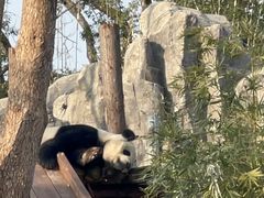 -武汉动物园