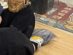 -有喵·猫咖·狗咖·30几只猫10只小狗(岗厦店)
