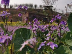 -绵阳盛世樱花悠乐谷