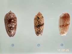 -青岛贝壳博物馆