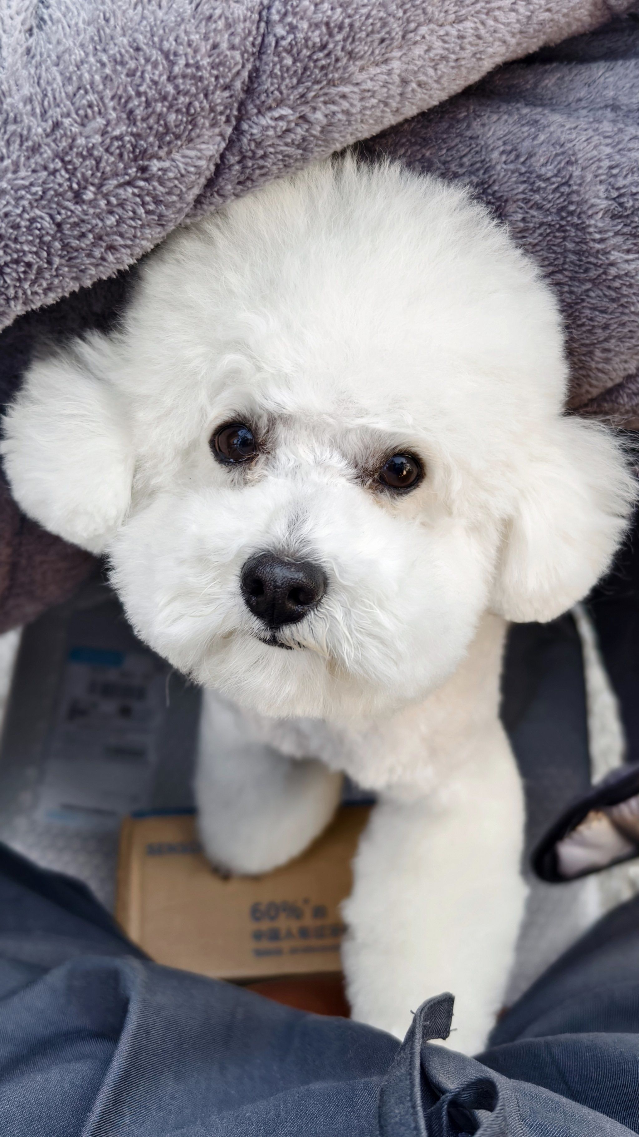 宠物造型的艺术感