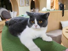 -猫和宫(六道口店)
