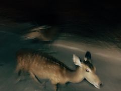 -清迈夜间动物园