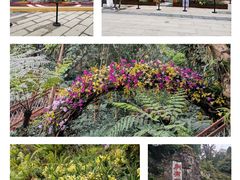 -深圳市中科院仙湖植物园