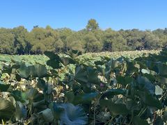 -长春市南湖公园