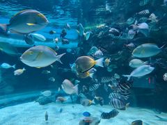-海合安成都极地海洋公园