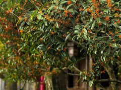 -宁波市保国寺古建筑博物馆