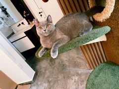 -猫大福·Fortune Cat猫舍(百子湾店)