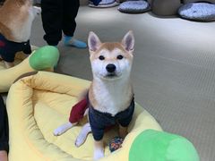 -逗柴咖啡屋·狗咖猫咖宠物桌游