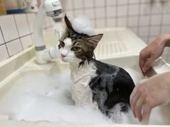 -猫大福·Fortune Cat猫舍(百子湾店)