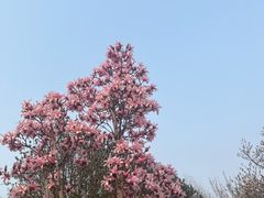 -燕郊植物园
