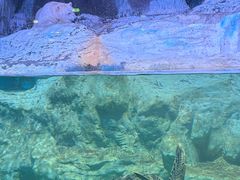 -海合安青岛极地海洋公园
