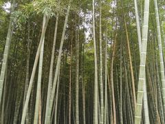 -同里国家湿地公园