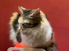 -猫色咖啡·猫咖