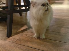 -more than meow吴止猫主题餐厅(承德 中船汇店)