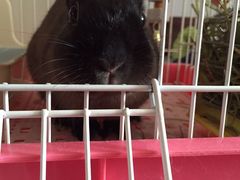 -瑞派·关忠动物医院·异宠专科·犬猫肿瘤·皮肤专科(望京店)