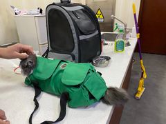 -宠爱国际动物医院· 猫科· 外科·中兽医(长白店)