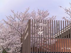 -顾村公园