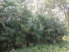 -紫马岭公园