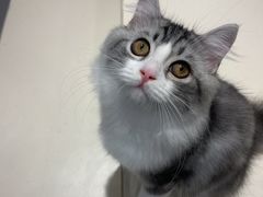 -飞行喵MR PILOT|猫舍·猫咖(静安大融城店)