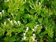 -武清南湖绿博园