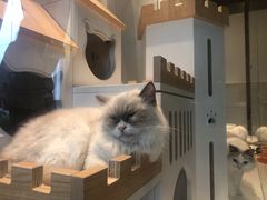 -喵喵咪呀布偶猫咖(春熙路店)