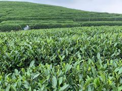 -听风阁农家私房菜茶楼(龙坞店)