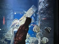 -迪拜水族馆及水下动物园