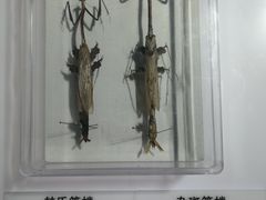 -上海昆虫博物馆