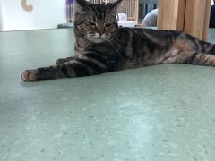 -猫和宫(六道口店)