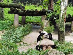 -都江堰中华大熊猫苑
