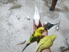 -上海大自然野生昆虫馆