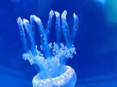 -左海海底世界