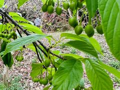 -绵阳盛世樱花悠乐谷