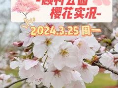 -顾村公园