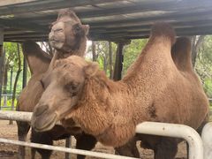 -长白岛森林公园