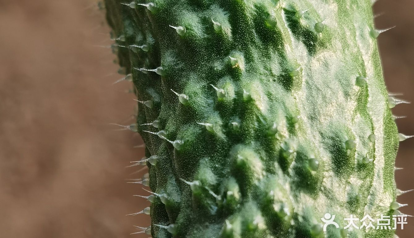 下乡抢菜