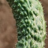 下乡抢菜
