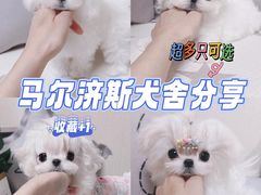 -萌宠之家·腊肠犬·马尔泰·小体犬舍