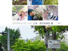 -嘉定紫藤园