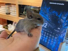 -酷以爬仙阁实体爬宠店·守宫·蜥蜴·专业繁育