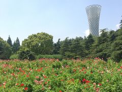 -上海滨江森林公园