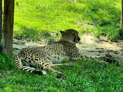 -北京野生动物园