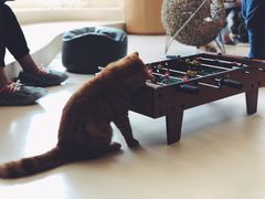 -飞行喵MR PILOT|猫舍·猫咖(静安大融城店)