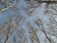 -御道口草原森林风景区