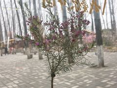 -林间山庄